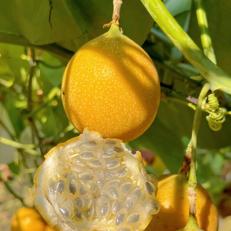 🍋🍋COLOMBIAN PASSION FRUIT SEEDS