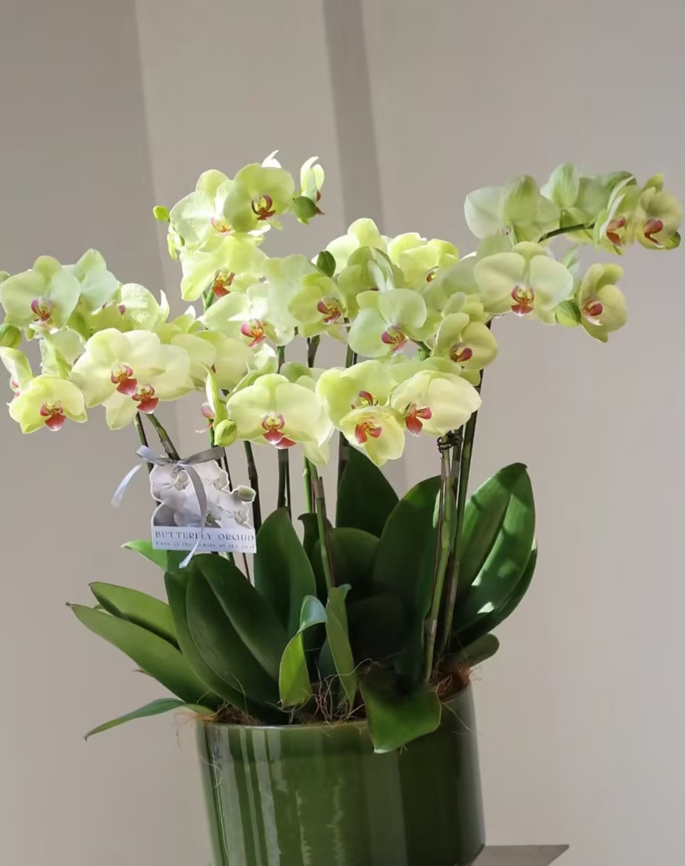 🌺Last Day 50% OFF🌸Phalaenopsis Seeds-Queen Of Orchids