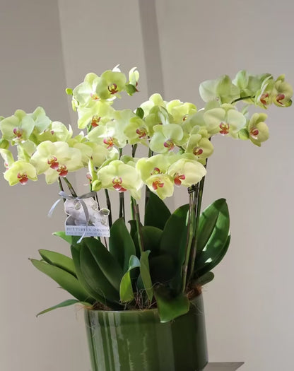 🌺Last Day 50% OFF🌸Phalaenopsis Seeds-Queen Of Orchids