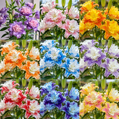 🌸 Double-Petaled Bicolor Lily Bulbs – Beautiful Blooms with Sweet Fragrance