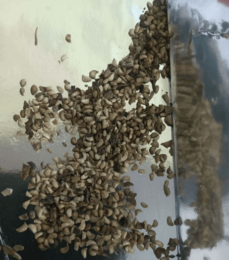 🔥Sweet Giant Blackberry Seeds