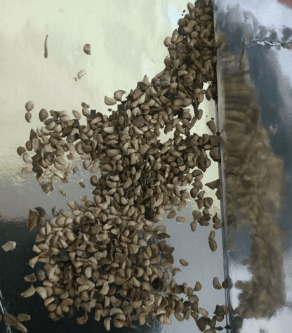 🔥Sweet Giant Blackberry Seeds