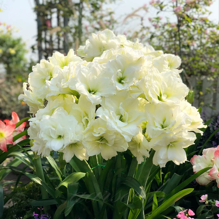 ꙳⋆🫧Giant Double-Flowered Amaryllis Bulbs – Spectacular Blooms This Season!🌼