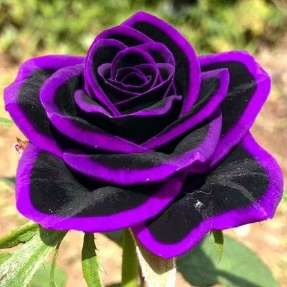 💙🌹Crushed Ice Blue Rose Seeds