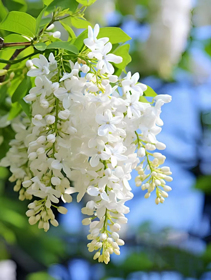🌸 Lilac Blubs-Add everlasting fragrance and beauty to your garden 🌸