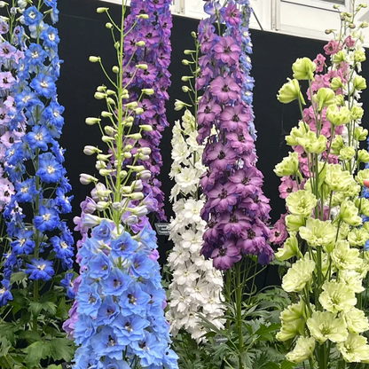 💙Grow Tall, Elegant Delphinium Flowers for a Dreamy Cottage Garden