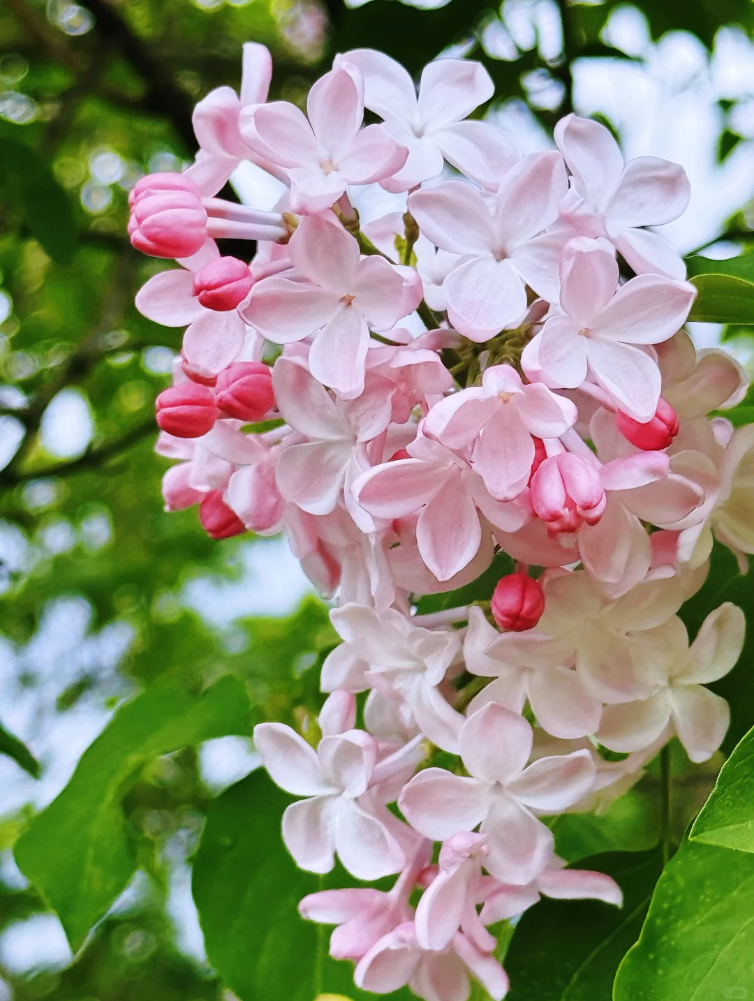 🌸 Lilac Blubs-Add everlasting fragrance and beauty to your garden 🌸
