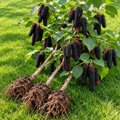 🌿 Rare Giant Mulberry Saplings – Grow Sweet Red & Black Berries at Home