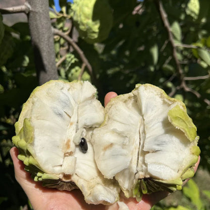 🍈 Premium Sugar Apple Bulbs – Grow Sweet Tropical Fruit At Home