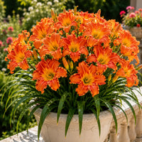 Orange Flame