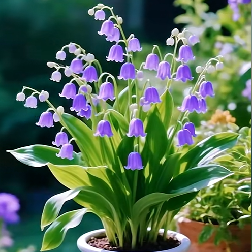 💐 Lily of the Valley – Bring Home Pure Happiness Today