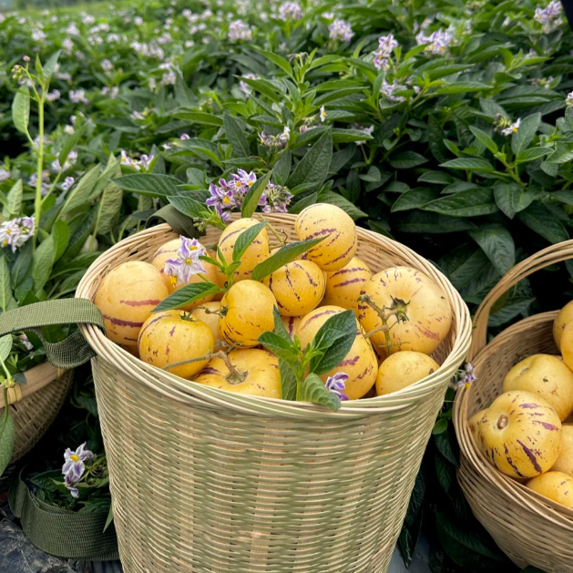 ˚ʚ🍈ɞ˚Grow Your Own Refreshing, Nutrient-Rich Pepino Melon – Sweet, Hydrating & Perfect for Summer 😋