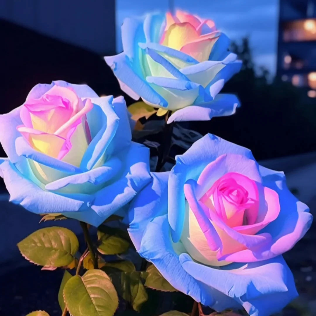 💙🌹Crushed Ice Blue Rose Seeds