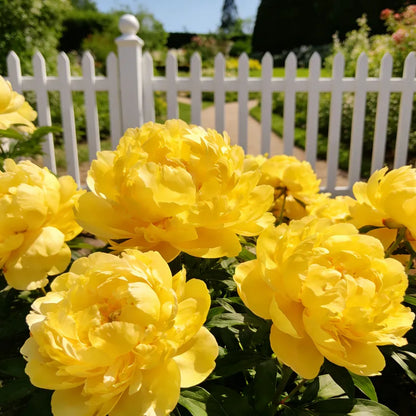 🌺'King of Flowers' Rare Double Peony Roots
