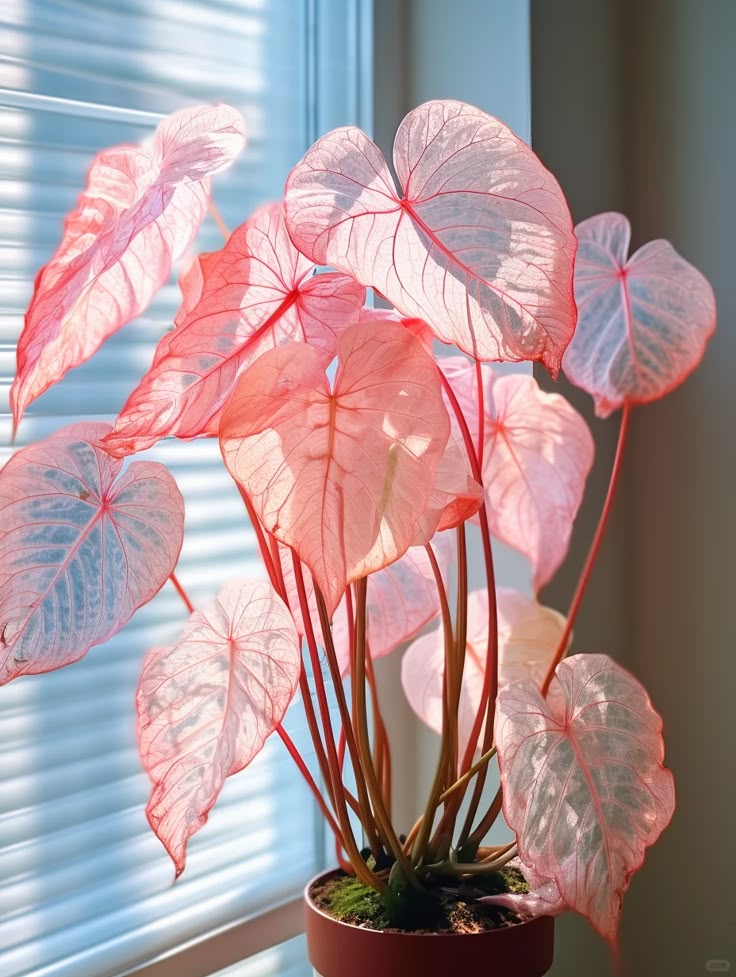 🌺Caladium Bulbs: The Easiest Way to Add Bold Color to Shady Spots