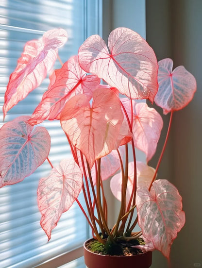 🌺Caladium Bulbs: The Easiest Way to Add Bold Color to Shady Spots