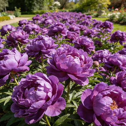 🌺'King of Flowers' Rare Double Peony Roots