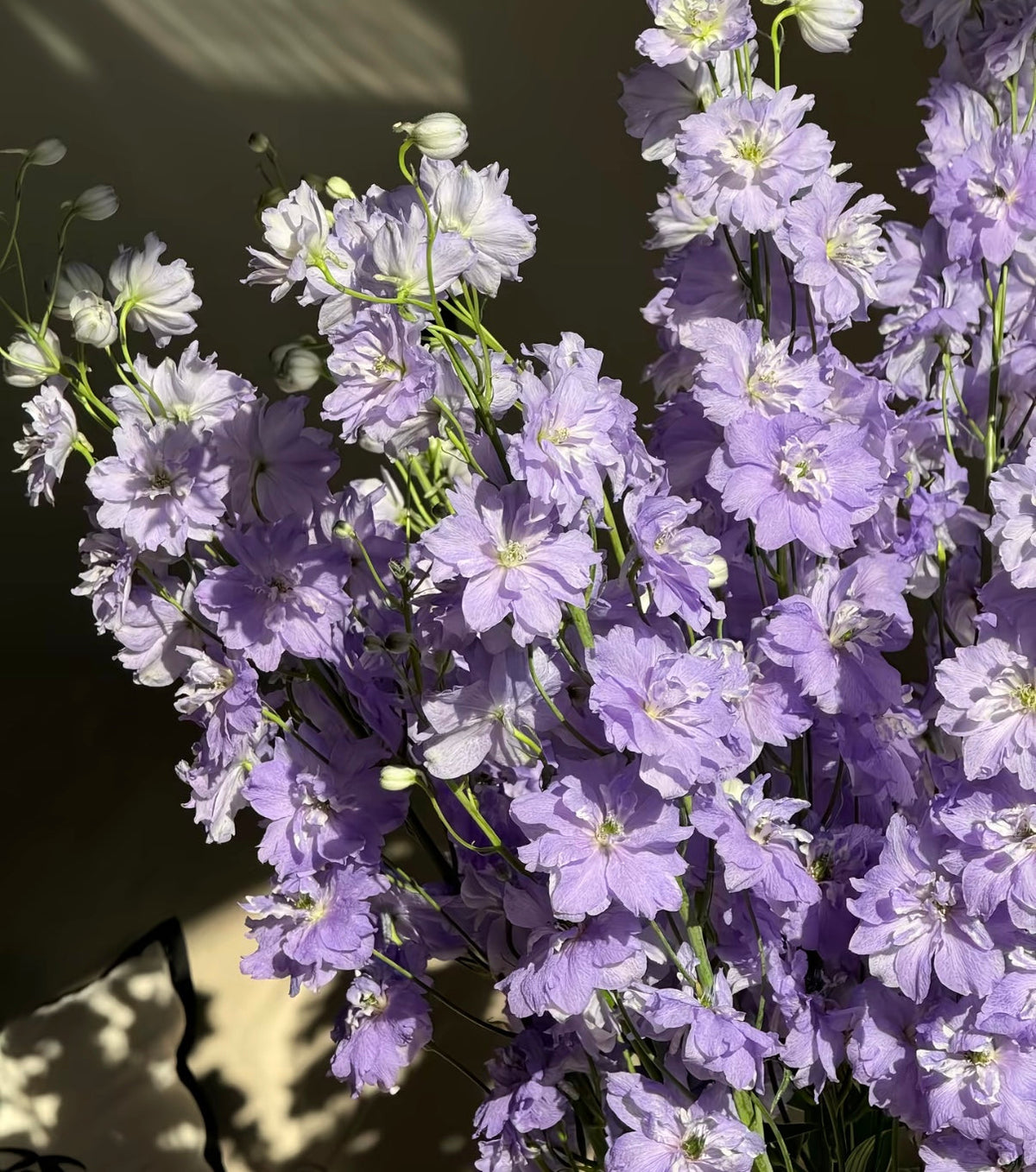 💙Grow Tall, Elegant Delphinium Flowers for a Dreamy Cottage Garden