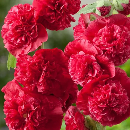 🌸 Hollyhock Seeds 🌱 Easy to Grow, Towering Blooms All Season