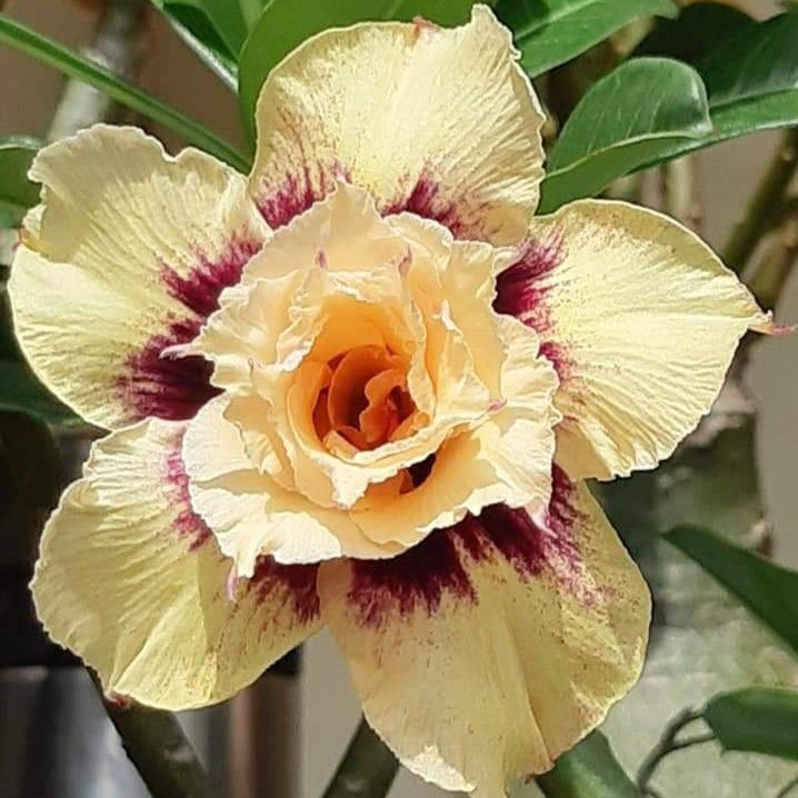🌸Adenium Desert Rose -No green thumb needed! 🌵 Rare Adenium Obesum Bulbs🌹