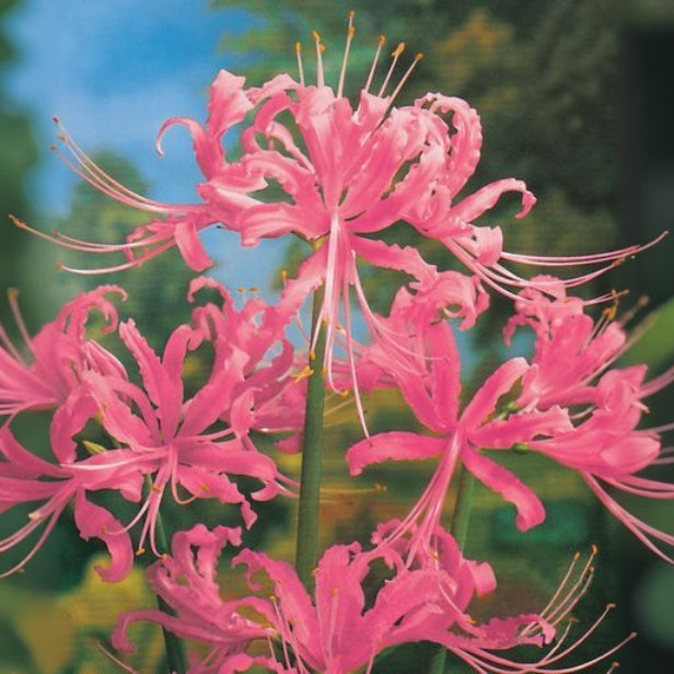 💙🌺Rare Spider Lily – A Mystical Touch of Nature’s Wonder