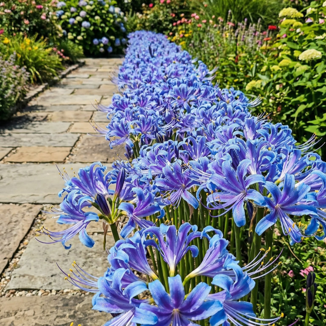 🌷·̩̩̥͙*̩̩̥͙˚̩̥̩̥Glow Like Magic — Stunning Spider Lilies Made Easy