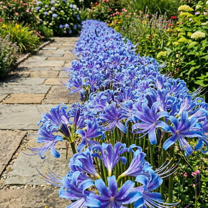 🌷·̩̩̥͙*̩̩̥͙˚̩̥̩̥Glow Like Magic — Stunning Spider Lilies Made Easy