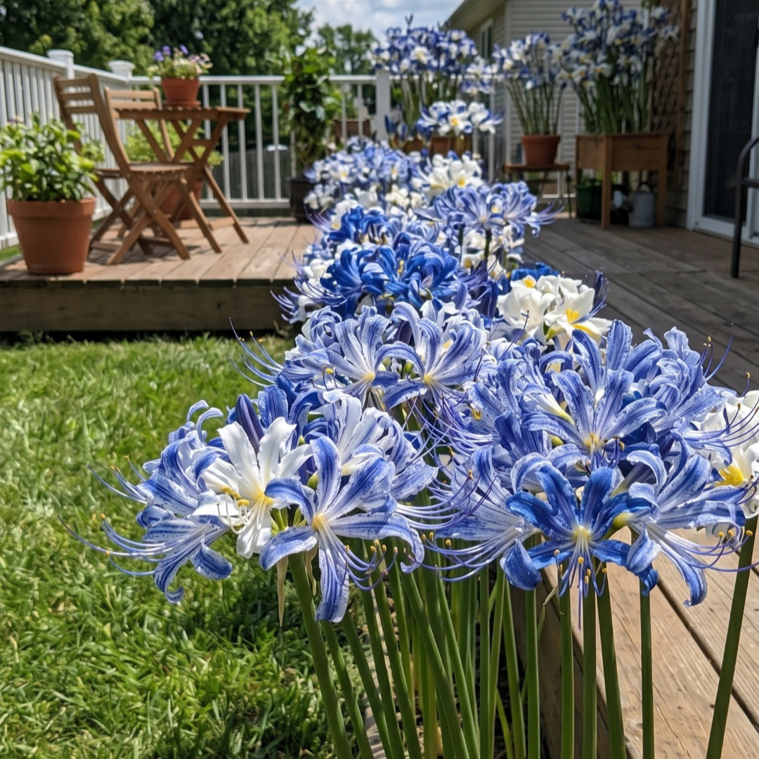 🌷·̩̩̥͙*̩̩̥͙˚̩̥̩̥Glow Like Magic — Stunning Spider Lilies Made Easy