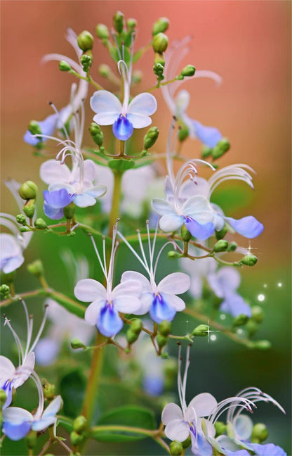 💙🦋Magical blue butterfly flowers that turn your garden into a dream