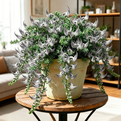 🪴 Parrot Beak Spider Plant Root Bulbs – Rare Foliage Plant, Easy to Care, Ideal for Home & Garden Decor