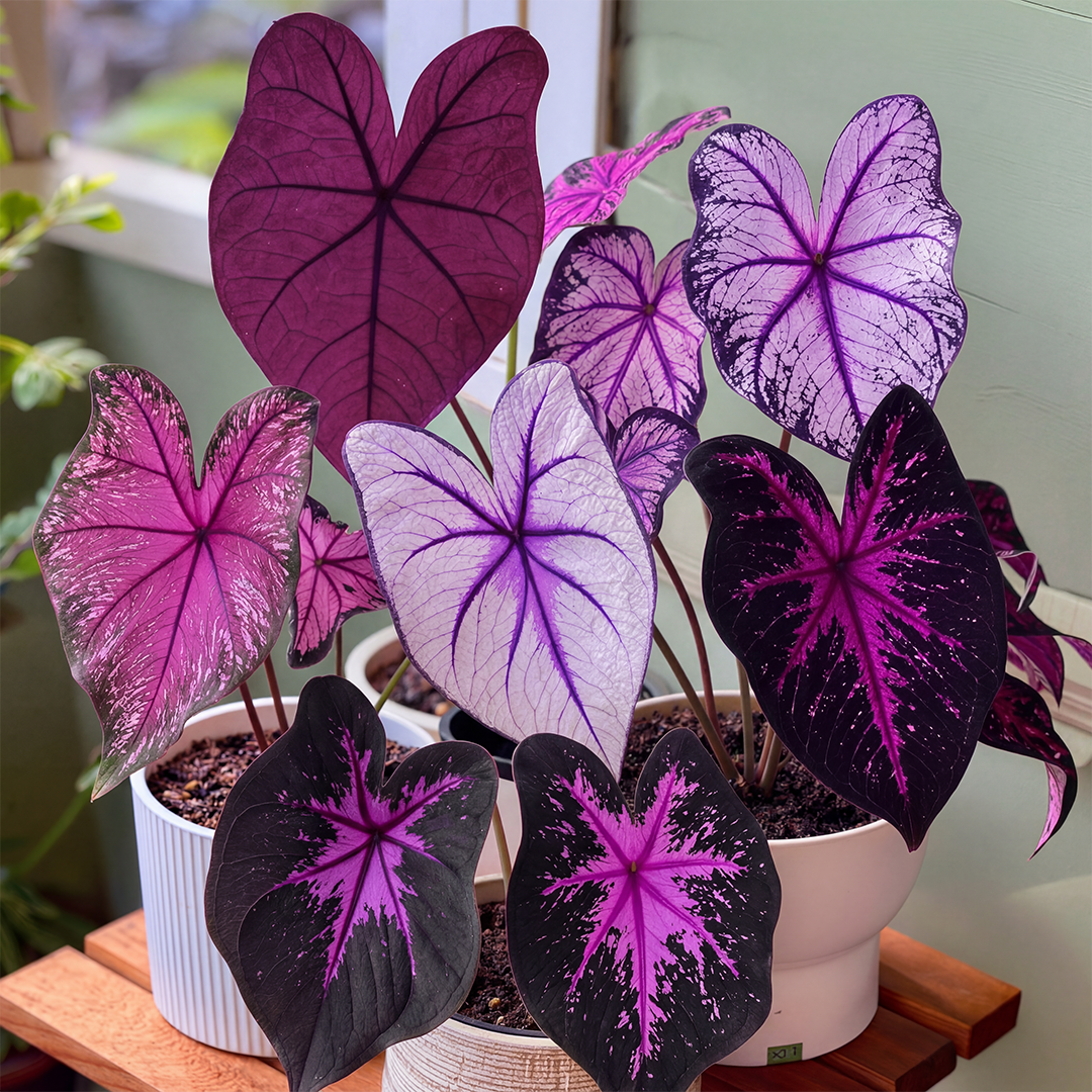 🌺Caladium Bulbs: The Easiest Way to Add Bold Color to Shady Spots