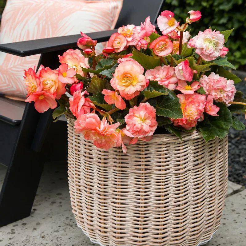 🌸🌸Colorful Weeping Crabapple Seeds | Elegant Cascading Garden Blooms