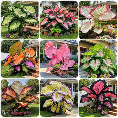 🔥 Premium Giant Caladium Bulbs 🌿🌈 Easy Care & Cold Hardy &Giant Leaves