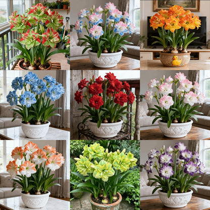 🌸 Hippeastrum Bulbs: One Bulb, One Stunning Bloom