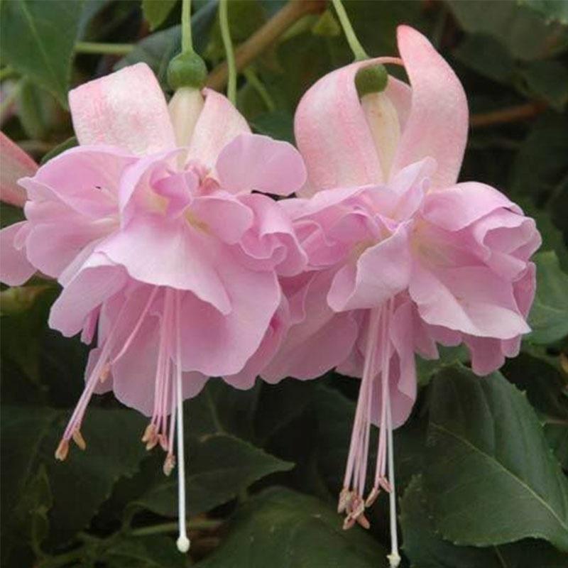 🧚🏼Fuchsia Flowers Seeds-Dancing Elf Bonsai