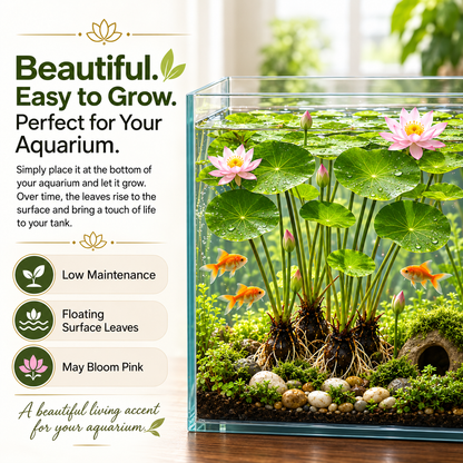 🐟Hydroponic red lotus roots🌿 Turn Your Aquarium into a Living Garden