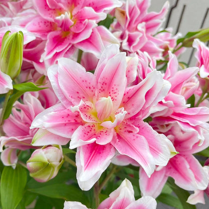 🌸 Premium Lily Bulbs – Fragrant Perennial Blooms for Gardens & Containers