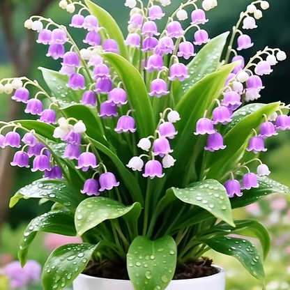 💐 Lily of the Valley – Bring Home Pure Happiness Today