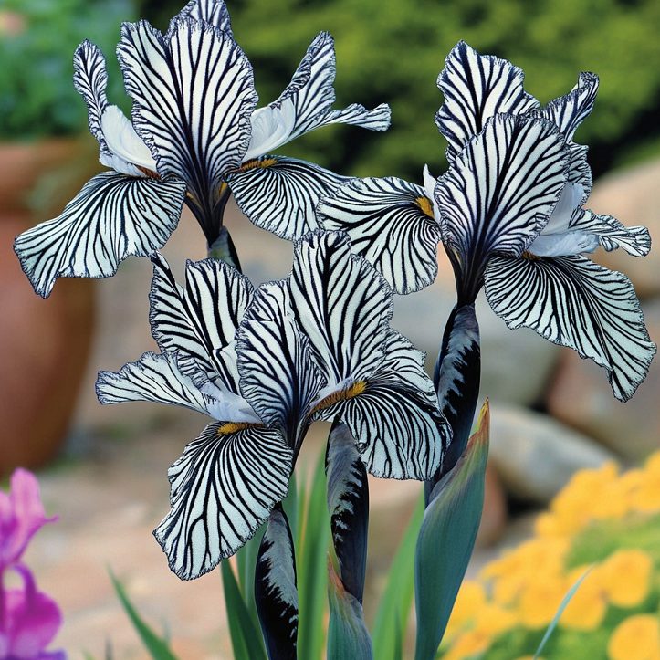 🌸 Zebra Stripes Iris 🌿 Bold Striped Blooms That Instantly Stand Out