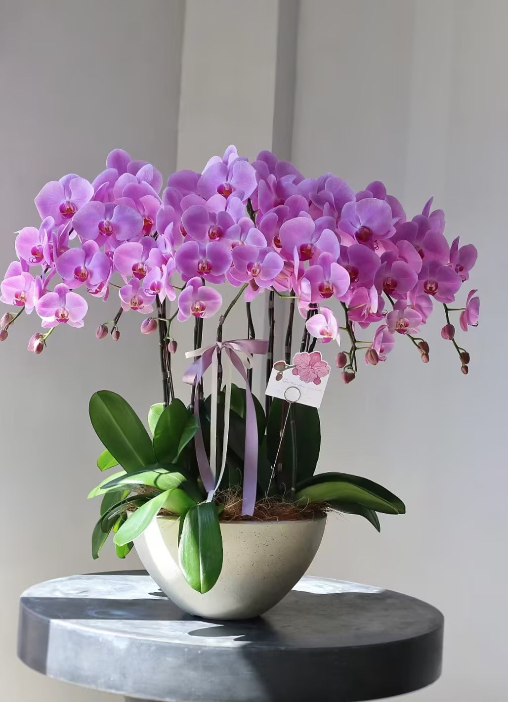 🌺Last Day 50% OFF🌸Phalaenopsis Seeds-Queen Of Orchids