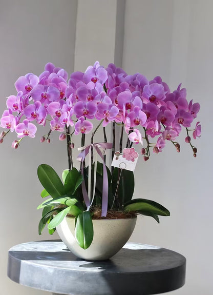 🌺Last Day 50% OFF🌸Phalaenopsis Seeds-Queen Of Orchids