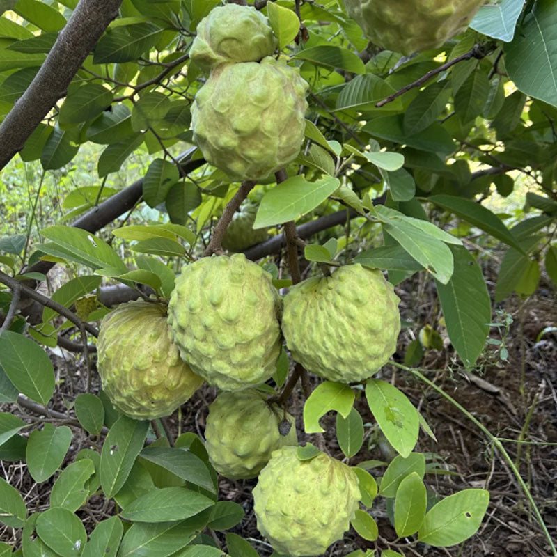 🍈 Premium Sugar Apple Bulbs – Grow Sweet Tropical Fruit At Home