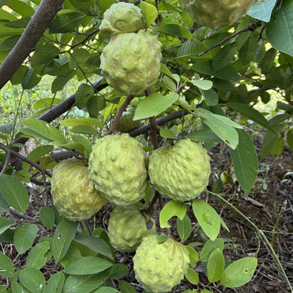 🍈 Premium Sugar Apple Bulbs – Grow Sweet Tropical Fruit At Home