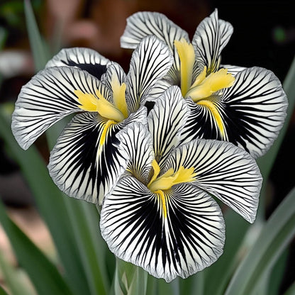 💐Zebra Stripes Iris (Iris Germanica) – A Bold, Striped Beauty