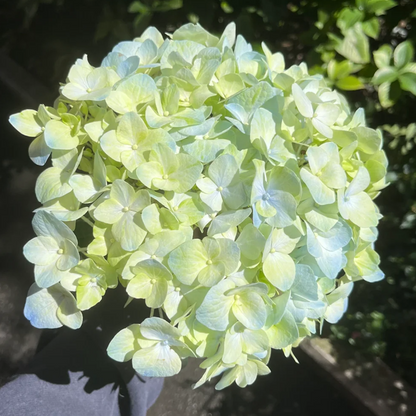 💙 Rare Blue Hydrangea Seeds