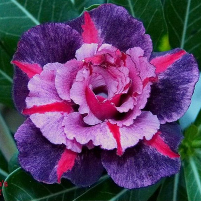 🌸Adenium Desert Rose -No green thumb needed! 🌵 Rare Adenium Obesum Bulbs🌹