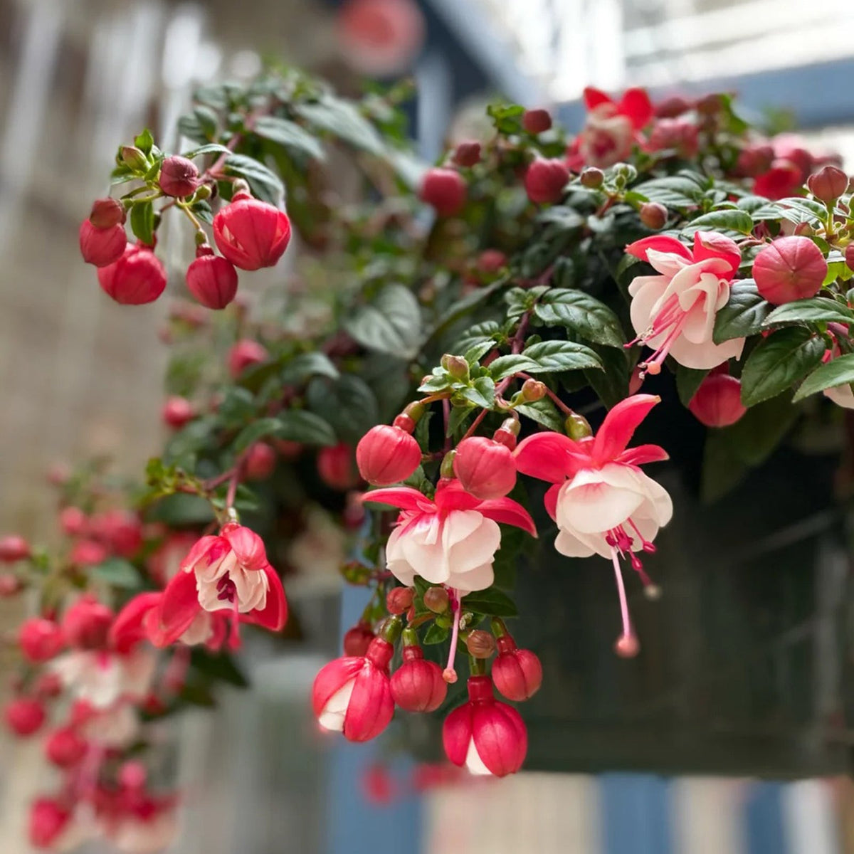 🌱Fuchsia Hybrida Voss bulbs –🌺Exotic Colorful Flowers That Thrive Easily！