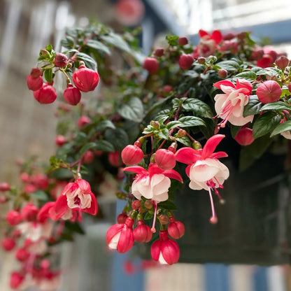 🌱Fuchsia Hybrida Voss bulbs –🌺Exotic Colorful Flowers That Thrive Easily！