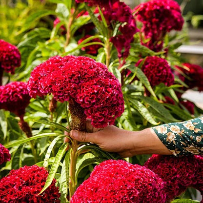 💮🌱Cockscomb Celosia Seeds
