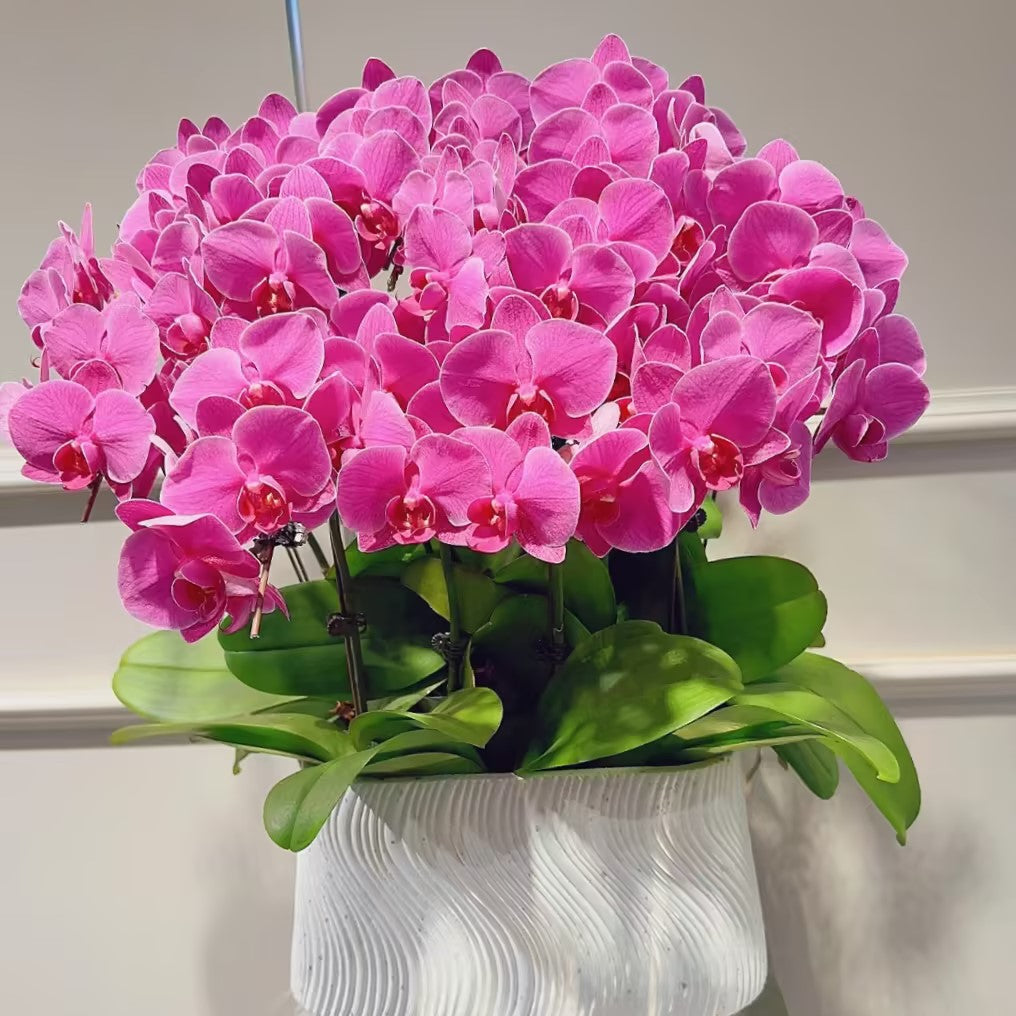 🌺Last Day 50% OFF🌸Phalaenopsis Seeds-Queen Of Orchids